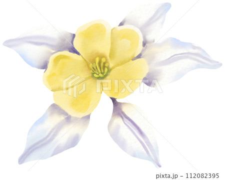 Watercolor Floral Botanical hand paint Watercolor Floral Botanical hand paint 112082395