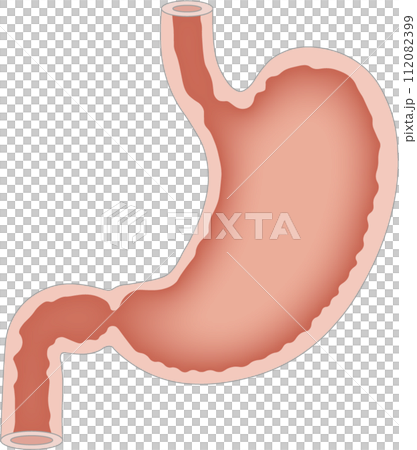 Stomach 112082399