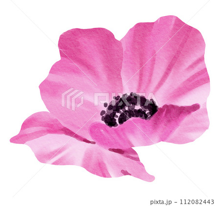 Watercolor Floral Botanical hand paint Watercolor Floral Botanical hand paint 112082443