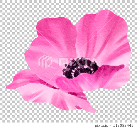 Watercolor Floral Botanical hand paint 112082443