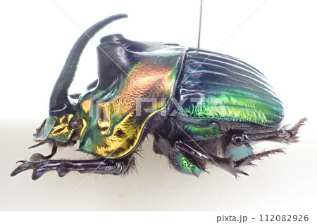 テイオウニジダイコク Sulcophanaeus imperator imperator テイオウニジダイコク Sulcophanaeus imperator imperator 112082926
