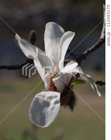 日差しを浴びた白いコブシの花のクローズアップ（花とつぼみをつけたコブシ） 112083270