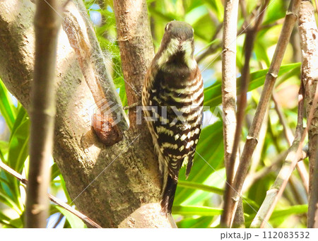 コゲラ コゲラ 112083532