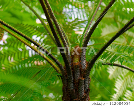 小笠原固有種の木生羊歯　ヘゴ科マルハチ 112084054