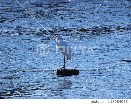 ブロックの上で獲物を狙うシラサギ 112084088