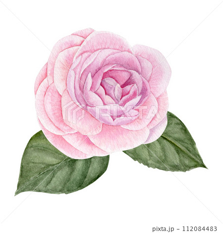 Pink camellia with two leaves, card, watercolor illustration, hand drawing 112084483