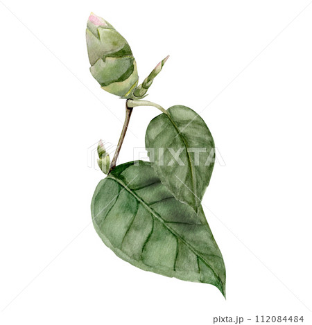 camellia bud on a branch with leaves and other buds card, watercolor illustration, hand drawing 112084484