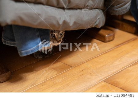 隠れる猫 112084485