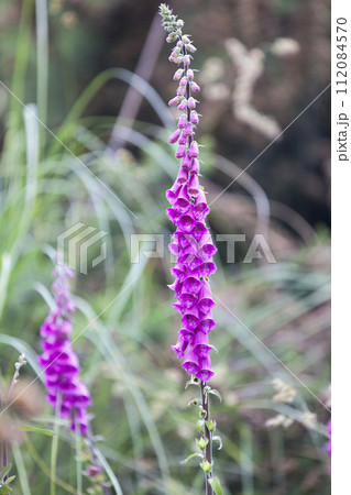 Close up on a pink foxgloves 112084570