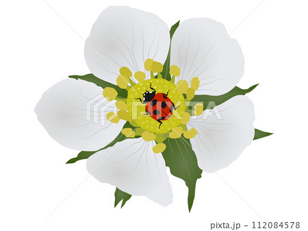 「ワイルドストロベリーの花に羽を休める益虫のナナホシテントウムシ」グラデーション 112084578