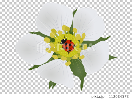 「ワイルドストロベリーの花に羽を休める益虫のナナホシテントウムシ」グラデーション 112084578