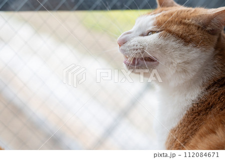 欠伸をする猫　茶トラ白 112084671