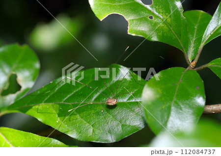 森のお掃除屋さんモエギザトウムシ（マクロレンズ使用・ストロボ＋自然光・接写写真） 112084737