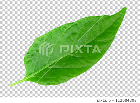 leaf chili isolated ,Green of pepper leaves pattern leaf chili isolated ,Green of pepper leaves pattern 112084808