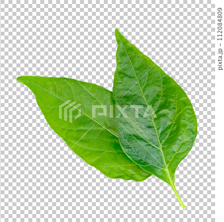 leaf chili isolated, Green of pepper leaves pattern 112084809