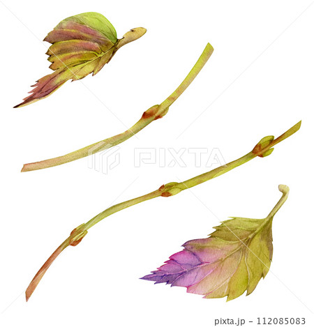 Hand drawn watercolor illustration botanical. Autumn multicolor hortensia hydrangea bush berry tree plant leaves. Single object isolated white background. Design wedding stationery cards, scrapbooking 112085083