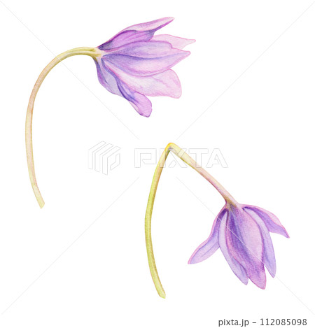 Hand drawn watercolor illustration botanical. Purple crocus naked ladies saffron colchicum flowers stems. Single object isolated on white. Design wedding stationery, cards, scrapbooking, cosmetics Hand drawn watercolor illustration botanical. Purple crocus naked ladies saffron colchicum flowers stems. Single object isolated on white. Design wedding stationery, cards, scrapbooking, cosmetics 112085098