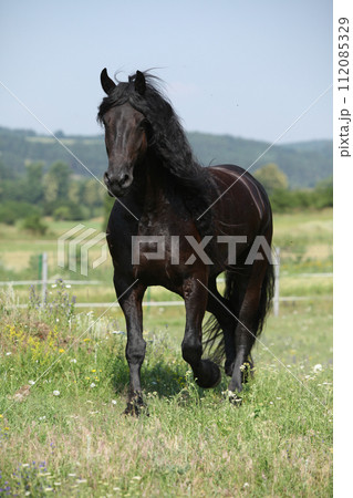 Amazing friesian mare running on pasturage 112085329