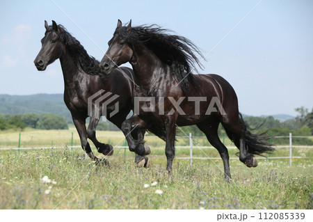 Two amating friesian mares running on pasturage together 112085339
