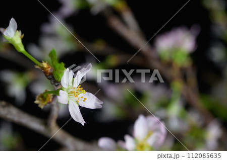 桜　啓翁桜 112085635