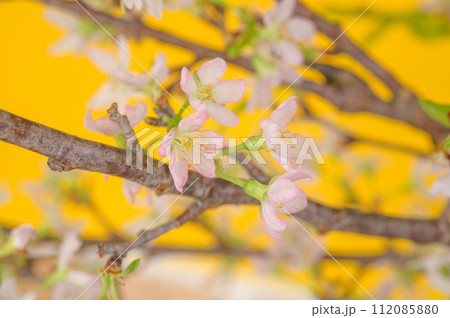 桜 啓翁桜 桜 啓翁桜 112085880