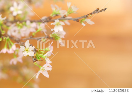 桜　啓翁桜 112085928