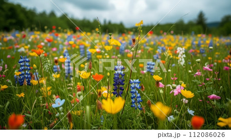 A meadow blanketed in colorful wildflowers, celebrating the arrival of spring. 112086026