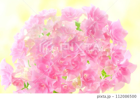 ピンク色のアジサイ　細かい八重咲の花が密集　明るい背景 112086500