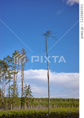 Photo of lonely near the forest 112086501