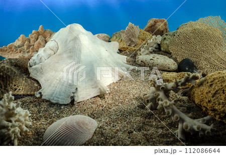 Lambis truncata Shell on the sand underwater 112086644