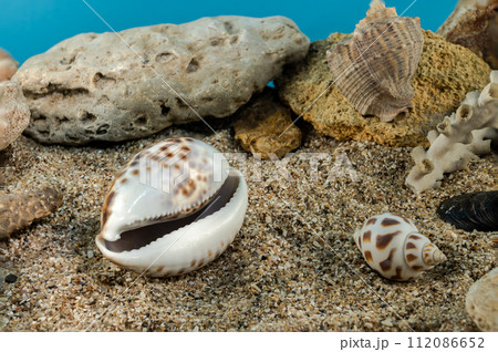 Tiger Cowrie Shell on the sand underwater Tiger Cowrie Shell on the sand underwater 112086652
