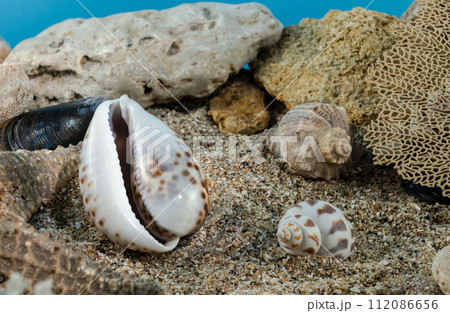 Tiger Cowrie Shell on the sand underwater 112086656