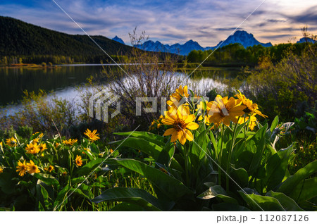 Sunset at Oxbow Bend with blooming wildflowers in Grand Teton National Park 112087126