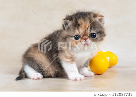 Felidae cat with whiskers sitting by Easter eggs on table. breed exotic cat, exotic shorthair, Persian Felidae cat with whiskers sitting by Easter eggs on table. breed exotic cat, exotic shorthair, Persian 112087739