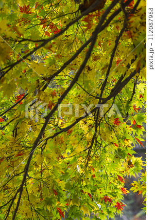 日本　青森県中津軽郡にある世界遺産、白神山地の暗門渓谷ルート沿いの紅葉 112087988