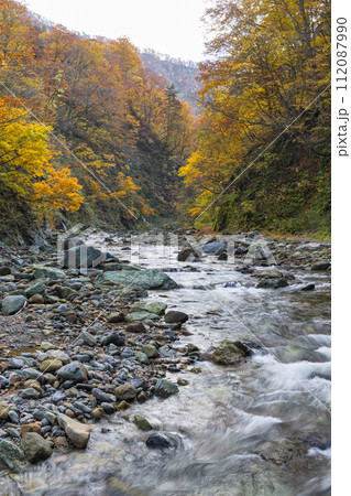 日本　青森県中津軽郡にある世界遺産、白神山地の暗門渓谷ルート沿いの暗門川と紅葉 112087990