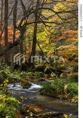 日本　青森県十和田市、十和田湖の子ノ口から焼山まで続く奥入瀬渓流の紅葉 112088002