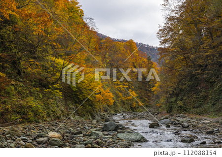 日本 青森県中津軽郡にある世界遺産、白神山地の暗門渓谷ルート沿いの暗門川と紅葉 日本 青森県中津軽郡にある世界遺産、白神山地の暗門渓谷ルート沿いの暗門川と紅葉 112088154