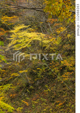 日本　青森県中津軽郡にある世界遺産、白神山地の紅葉 112088163