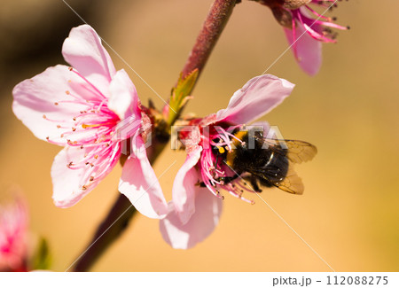 Bumblebee collects honey on peach blossom 112088275