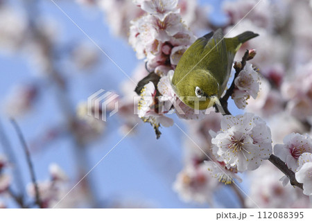 満開の白梅にメジロ (春イメージ) 満開の白梅にメジロ (春イメージ) 112088395