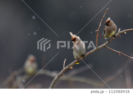 レンジャク レンジャク 112088416