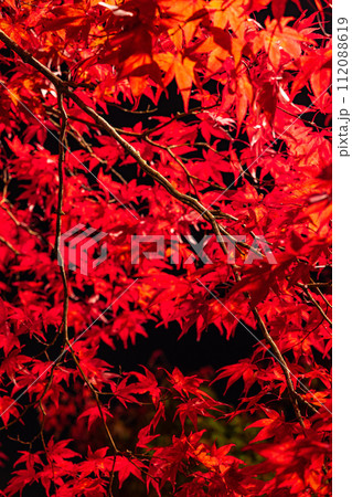 日本　青森県黒石市にある中野もみじ山のライトアップされた紅葉 112088619