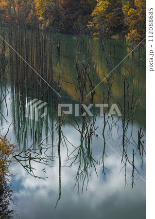 日本　青森県中津軽郡の大川白神橋から見える大川の立ち枯れと鏡面に映った紅葉 112088685