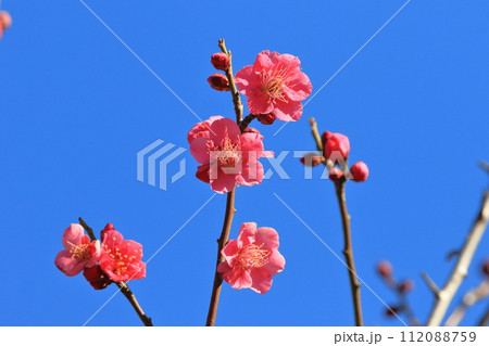 真っ赤な梅の花 紅千鳥(べにちどり) 真っ赤な梅の花 紅千鳥(べにちどり) 112088759