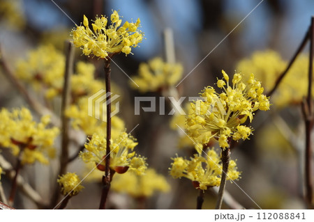 サンシュユの淡い黄色は春の訪れー九 サンシュユの淡い黄色は春の訪れー九 112088841