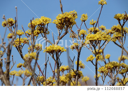 秋には赤い実をつけるので別名が秋珊瑚ー五 112088857