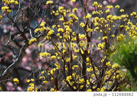 秋には赤い実をつけるので別名が秋珊瑚ー七 112088862