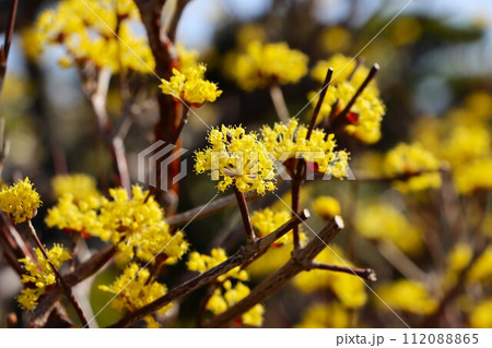 秋には赤い実をつけるので別名が秋珊瑚ー九 112088865
