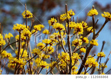 ボール状のかわいい山茱萸の花ー壱 ボール状のかわいい山茱萸の花ー壱 112088868